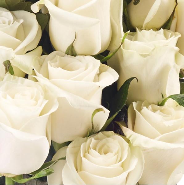 roseonlyɫ˹(ji)؄e Ĳ׃ Ҋ(jin)CΨһ