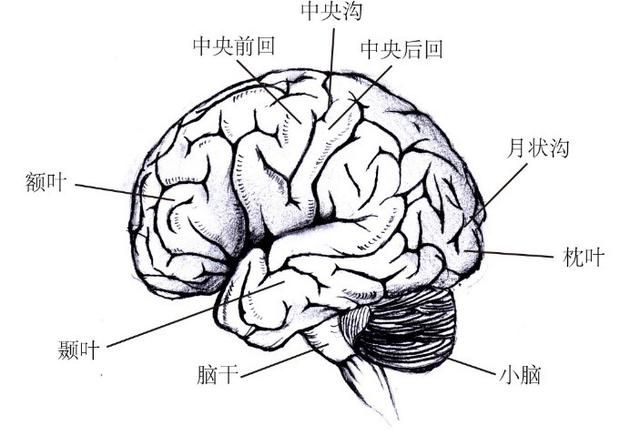 D6XĽʽY(ji)(gu)D ϸҕX(ju)ƤڵλáҕX(ju)Ƥֻͬ(g)X^(q)f(xi)ͬ܉a(chn)ҕX(ju)R(sh)K Lƣ