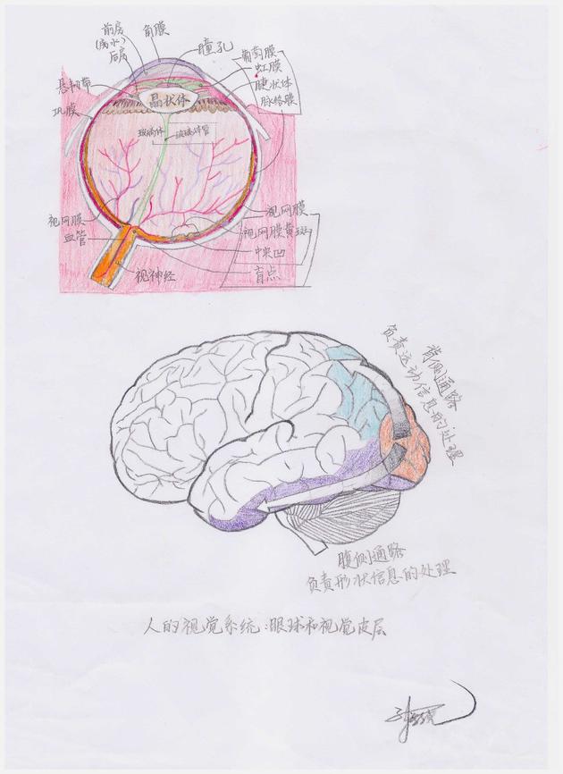 D5˵ҕX(ju)ϵy(tng)۵ĽʽY(ji)(gu)ԼҕƤӵϢO L޸https://commons.wikimedia.org/wiki/File:Schematic_diagram_of_the_human_eye_zh-hans.svg