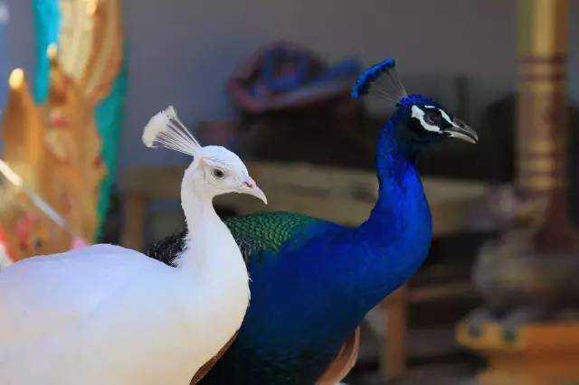 (ni)10(g)ϴε2019l(f)