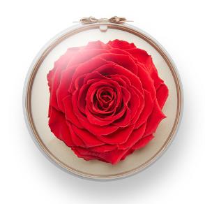 roseonlyyˇ꿏YҊCļs