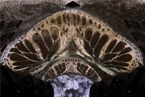 Marisfrolg׌ˇg(sh)_(d)ʮc(dng)ŮһͬL(zhng)